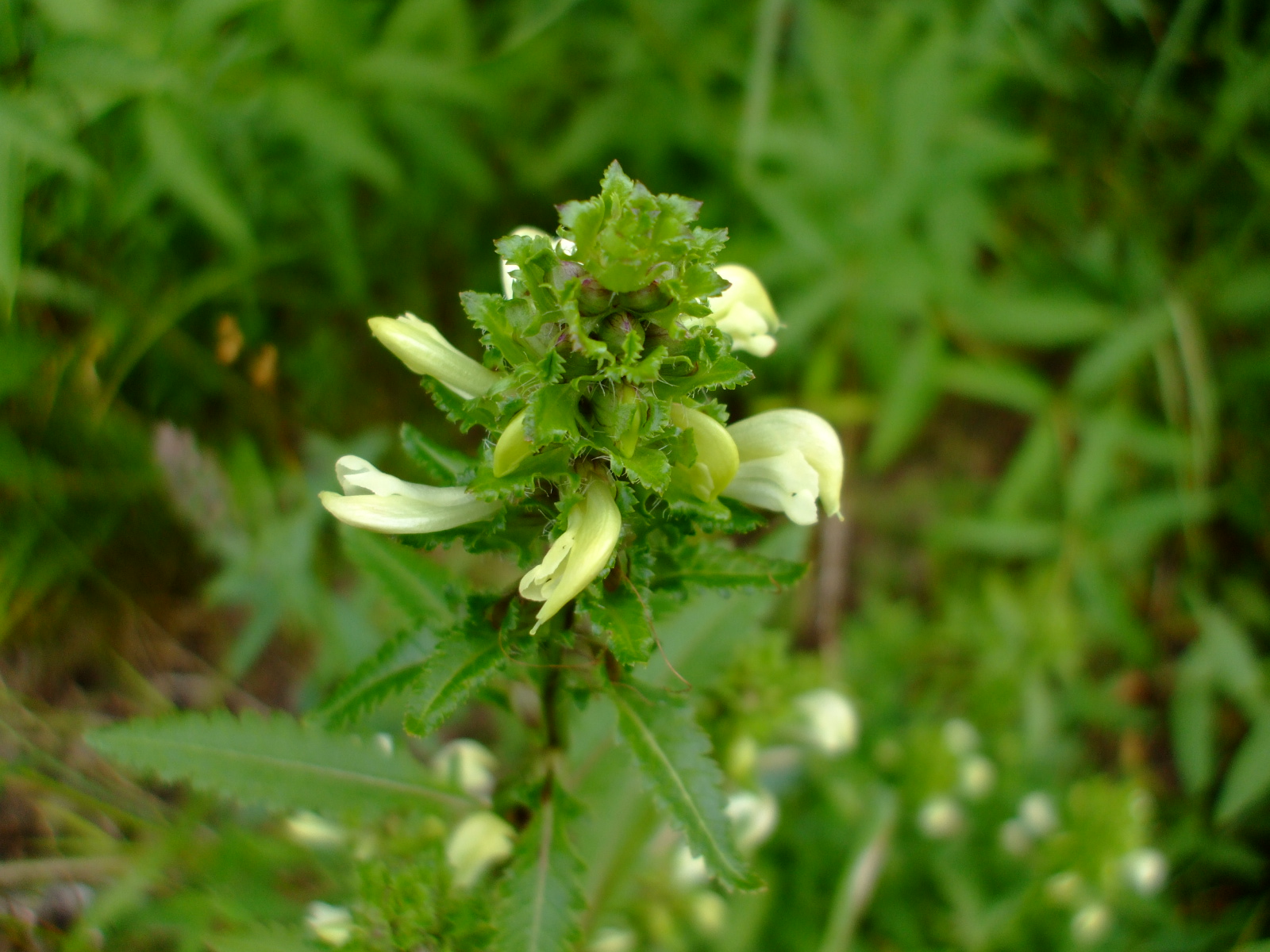 Pedicularis lanceolata